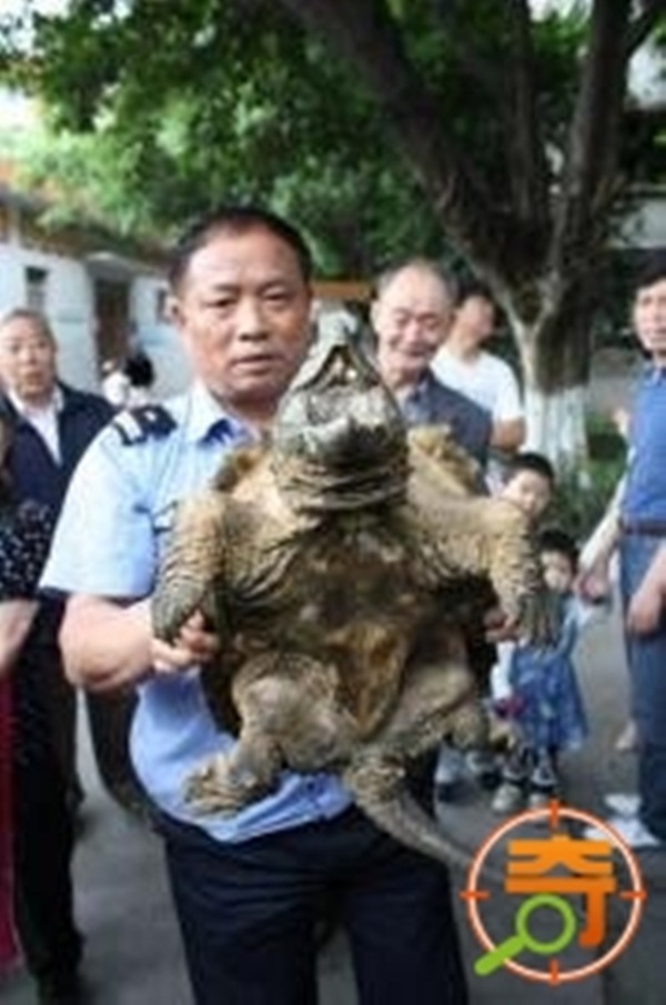 Phát hiện Rùa Cá sấu có mai lởm chởm đi lạc tới Trung Quốc 2