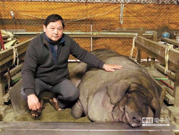 “Vua lợn” được chăm sóc đặc biệt, nặng tới gần 1 tấn 1
