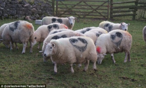 Xuất hiện thông điệp bí ẩn trên 100 con cừu 6