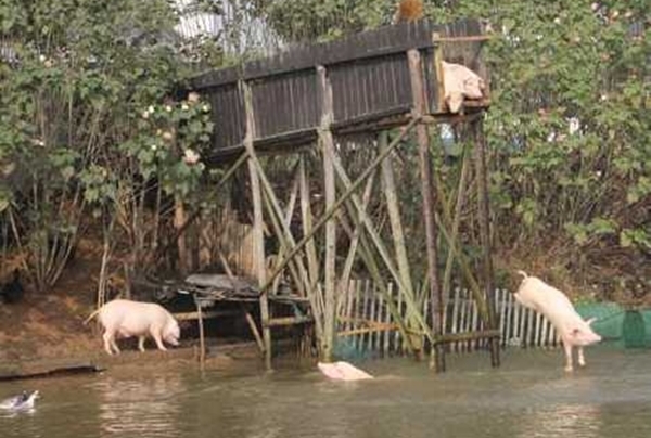 Những trang trại lợn quái đản nhất thế giới 8