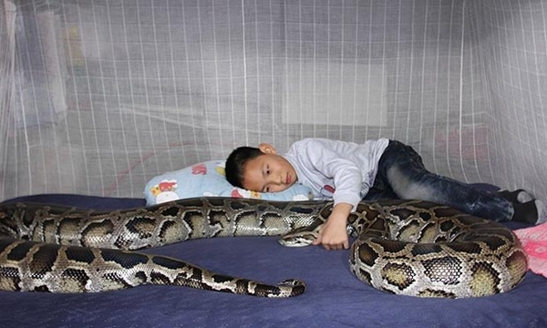 Trung Quốc: Cậu bé có "cô trông trẻ" là... trăn khổng lồ 1