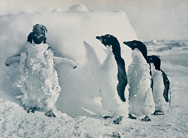 Thám hiểm Nam Cực thời xưa: Kinh hoàng, phi thường 7