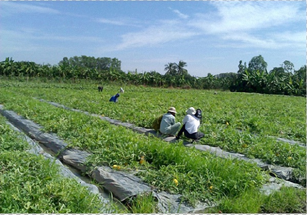 Bí mật tạo hình hoa quả "đắt không tưởng” Tết 2013 6