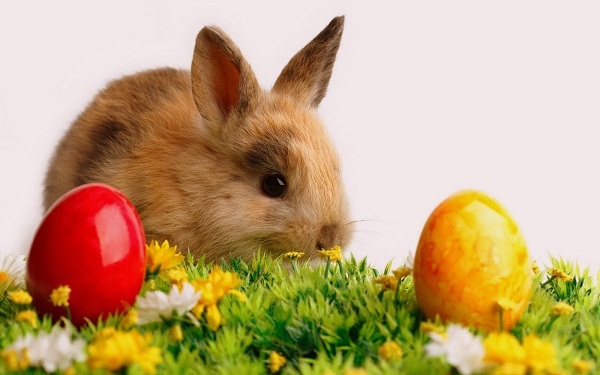 Lễ Phục Sinh, Nguồn Gốc Biểu Tượng Lễ Phục Sinh, Happy Easter