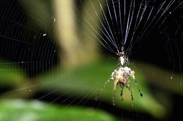 Cách sinh tồn "mưu mô xảo quyệt" của các loài động vật 7