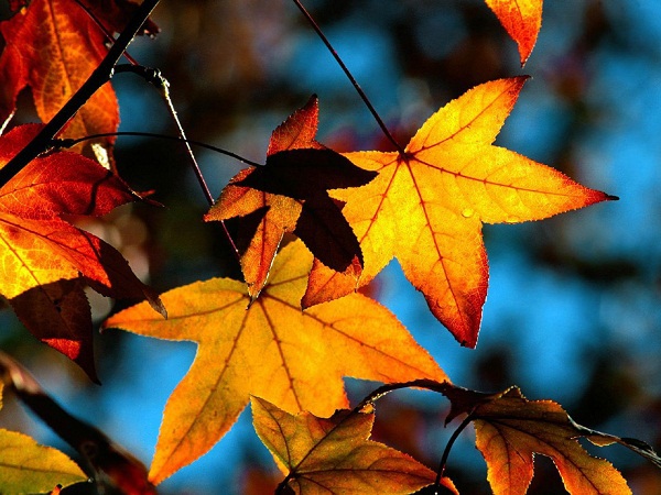 Thiên nhiên mùa thu đem đến một thế giới rộng lớn và đầy ắp sắc hoa vàng, lá đỏ. Hãy thưởng thức sự thanh bình và yên tĩnh của thiên nhiên mùa thu với những bức ảnh tuyệt đẹp của cảnh quan và động vật.