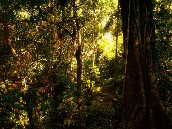 Tuyển tập truyền thuyết kỳ quái trong rừng rậm Amazon 1