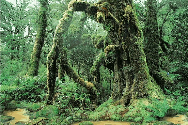 Tuyển tập truyền thuyết kỳ quái trong rừng rậm Amazon 5