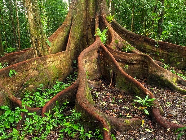 Tuyển tập truyền thuyết kỳ quái trong rừng rậm Amazon 4