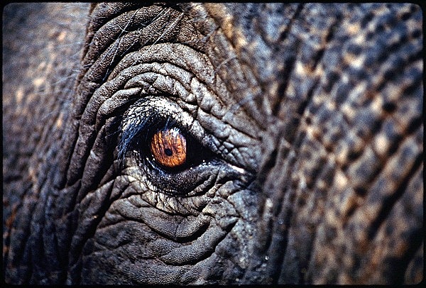 Thực trạng thương tâm của voi hoang dã ở Việt Nam 14