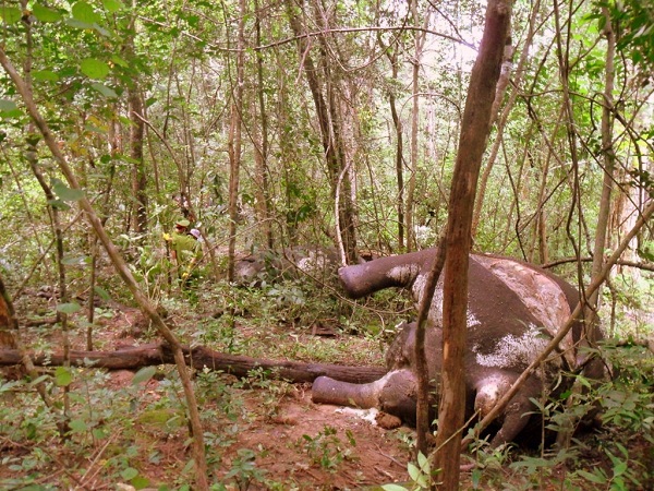 Thực trạng thương tâm của voi hoang dã ở Việt Nam 12