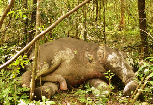 Thực trạng thương tâm của voi hoang dã ở Việt Nam 10
