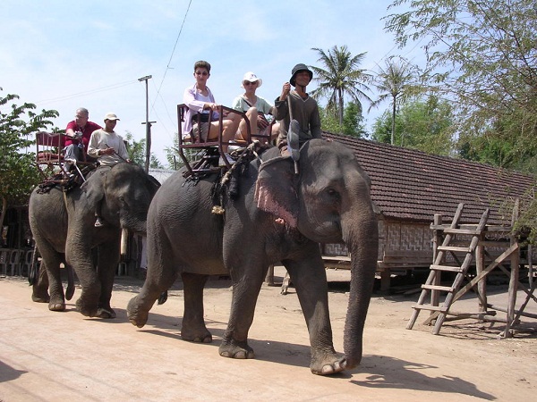 Thực trạng thương tâm của voi hoang dã ở Việt Nam 5