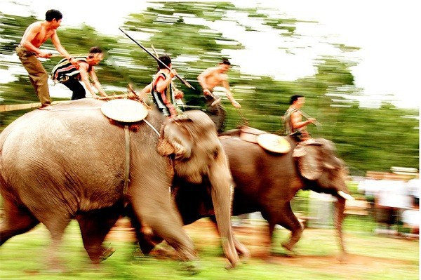 Thực trạng thương tâm của voi hoang dã ở Việt Nam 1