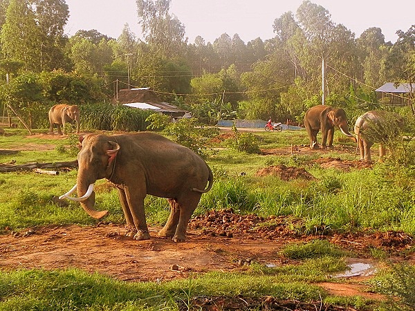Thực trạng thương tâm của voi hoang dã ở Việt Nam 2