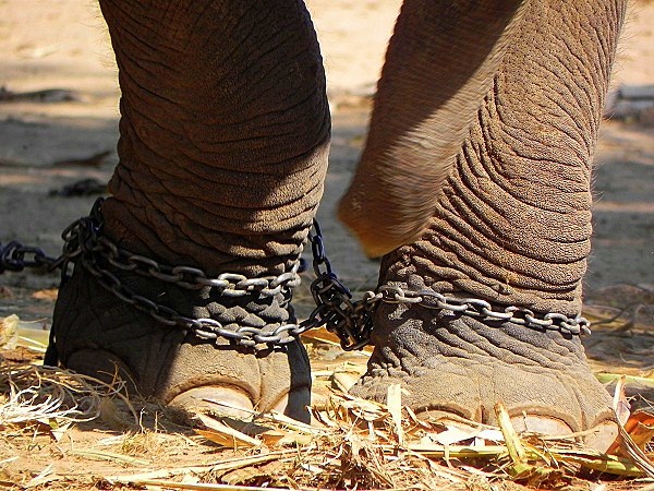 Thực trạng thương tâm của voi hoang dã ở Việt Nam 4