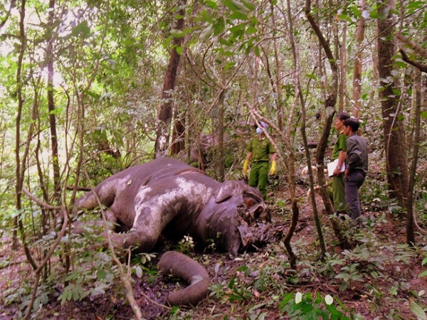 Thực trạng thương tâm của voi hoang dã ở Việt Nam 11