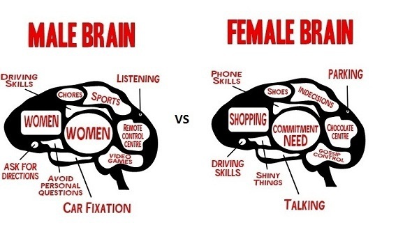 Sự khác nhau thú vị trong não bộ đàn ông và phụ nữ 1