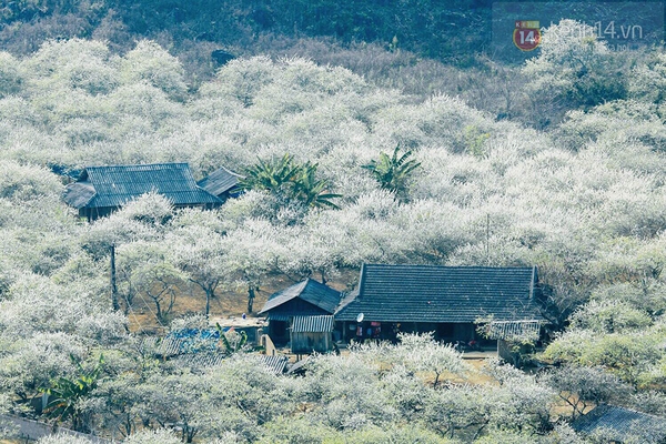 "Thiên đường hoa" Mộc Châu những ngày cận Tết đẹp đến mê mẩn 5