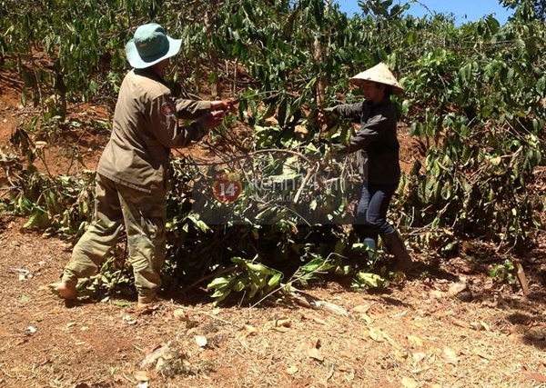 Ya Suy đội nắng làm chồi tại quê nhà 1