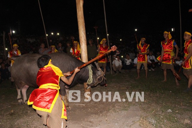 Lễ cầu Tr&acirc;u bắt đầu, 12 thanh ni&ecirc;n thực hiện lễ cầu. Họ d&ugrave;ng vồ đập đất thay phi&ecirc;n nhau nện v&agrave;o đầu tr&acirc;u cho đến khi tr&acirc;u lễ gục xuống đất mới th&ocirc;i.