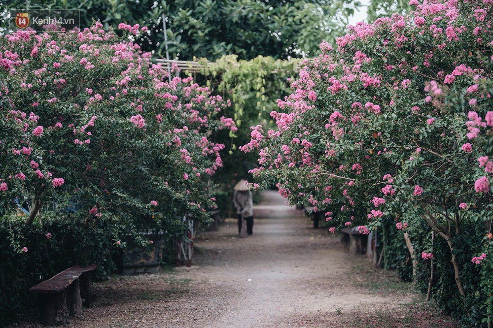 Chùm ảnh: Con đường ở Hà Nội được tạo nên bởi 100 gốc hoa tường vi đẹp như khu vườn cổ tích - Ảnh 2.
