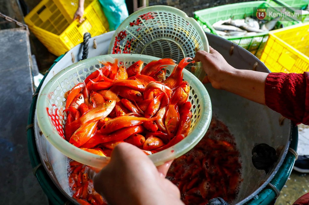 Chùm ảnh: Cá chép đỏ phục vụ lễ Ông Công Ông Táo nườm nượp đổ về chợ đầu mối - Ảnh 4. Chùm ảnh: Cá chép đỏ phục vụ lễ Ông Công Ông Táo nườm nượp đổ về chợ đầu mối - Ảnh 4.