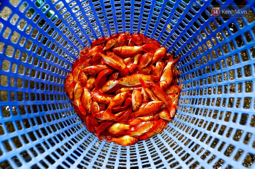 Chùm ảnh: Cá chép đỏ phục vụ lễ Ông Công Ông Táo nườm nượp đổ về chợ đầu mối - Ảnh 12. Chùm ảnh: Cá chép đỏ phục vụ lễ Ông Công Ông Táo nườm nượp đổ về chợ đầu mối - Ảnh 12.