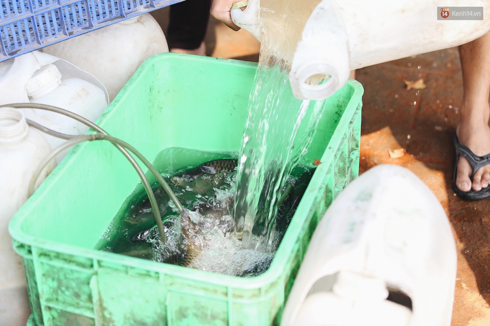 Ảnh: Chi 20 triệu mua cá chép rồi đi thuyền ra giữa sông để phóng sinh, người phụ nữ Sài Gòn vẫn choáng đặc khi thấy gã thanh niên lao theo chích điện để vớt cá - Ảnh 4. Ảnh: Chi 20 triệu mua cá chép rồi đi thuyền ra giữa sông để phóng sinh, người phụ nữ Sài Gòn vẫn choáng đặc khi thấy gã thanh niên lao theo chích điện để vớt cá - Ảnh 4.