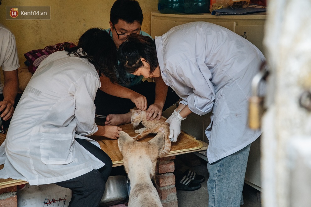 Trạm cứu hộ chó, mèo của các bạn sinh viên ở Hà Nội: Chúng mình luôn sẵn sàng khi có cuộc gọi khẩn cấp - Ảnh 2.