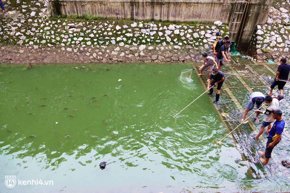 Hà Nội: Sông Tô Lịch bất ngờ chuyển màu xanh ngắt, người dân mang theo bao bắt hàng trăm cân cá đem về - Ảnh 6.