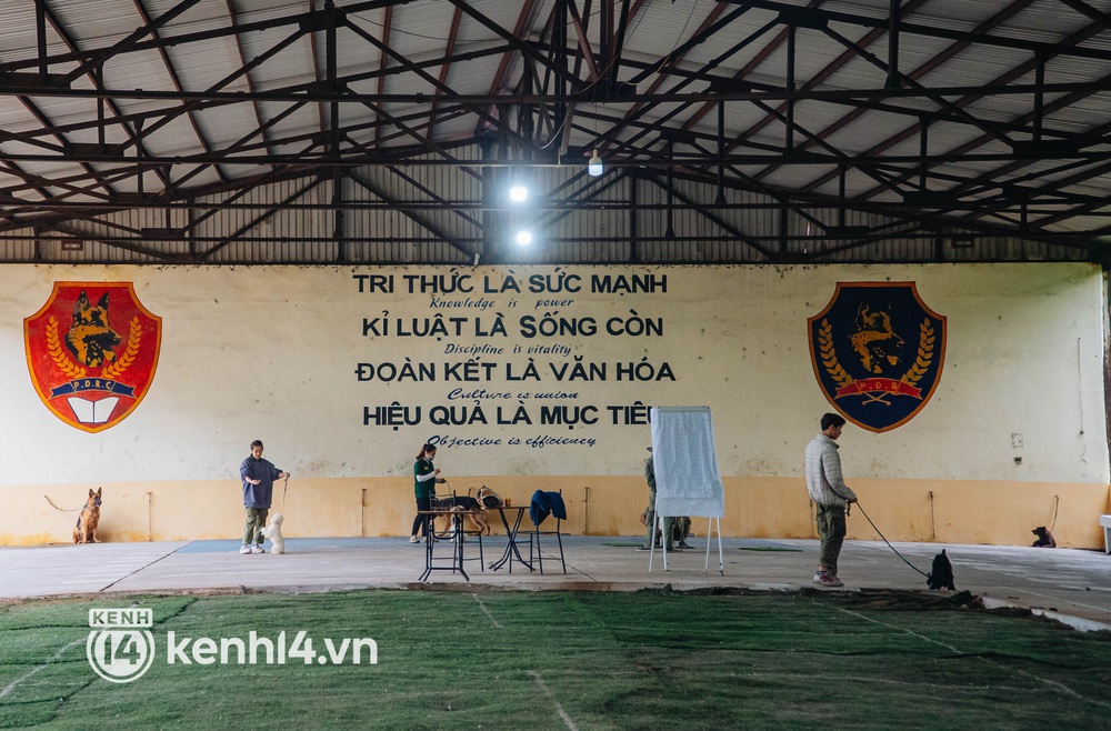 Ngộ nghĩnh học kỳ quân đội của những chú cún ở Hà Nội: Không đủ điểm tốt nghiệp thì phải... học lại - Ảnh 1.