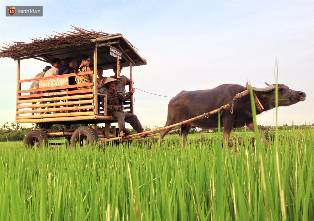 Nông dân Hội An thu đô la nhờ xịt nước hoa, bôi phấn cho… trâu để làm du lịch - Ảnh 16.