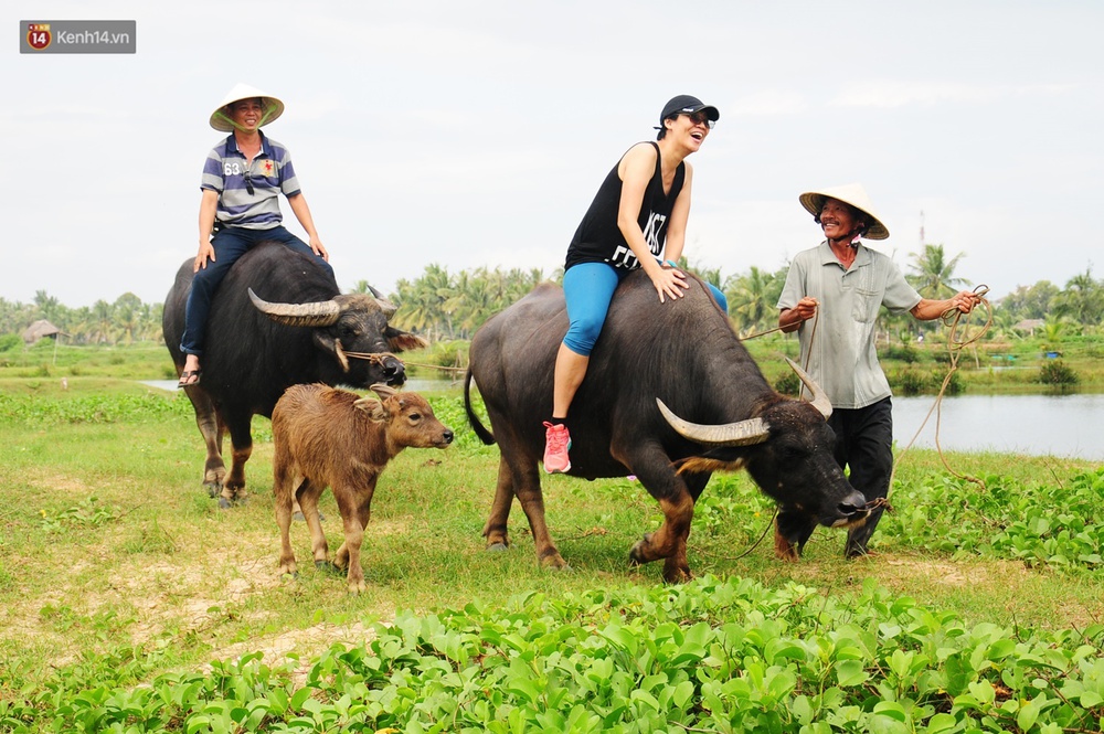 Nông dân Hội An thu đô la nhờ xịt nước hoa, bôi phấn cho… trâu để làm du lịch - Ảnh 3. Nông dân Hội An thu đô la nhờ xịt nước hoa, bôi phấn cho… trâu để làm du lịch - Ảnh 3.