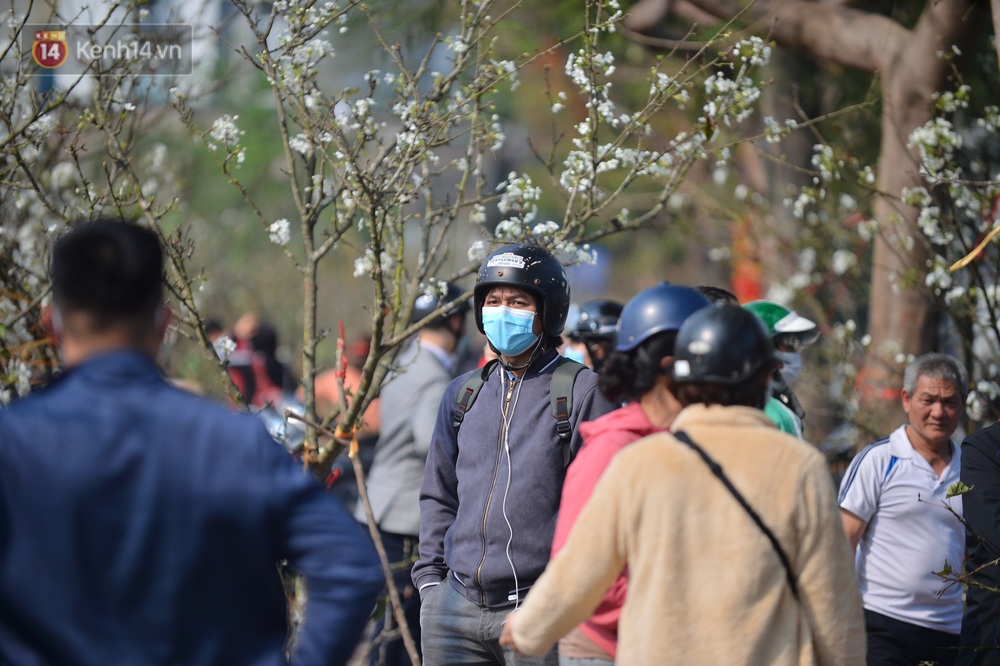 Ảnh: Hàng trăm người dân Hà Nội đổ xô đi mua hoa lê về chơi Rằm tháng Giêng - Ảnh 8.