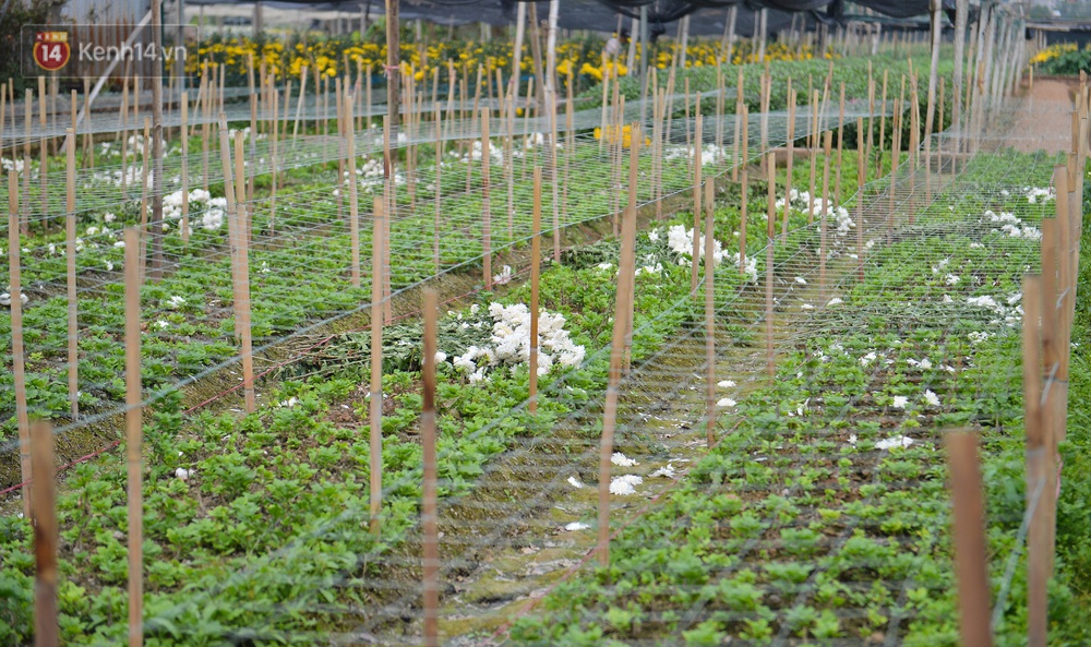 Nông dân Tây Tựu nuốt nước mắt, nhổ hoa vứt bỏ đầy đồng vì ế không bán được - Ảnh 6. Nông dân Tây Tựu nuốt nước mắt, nhổ hoa vứt bỏ đầy đồng vì ế không bán được - Ảnh 6.