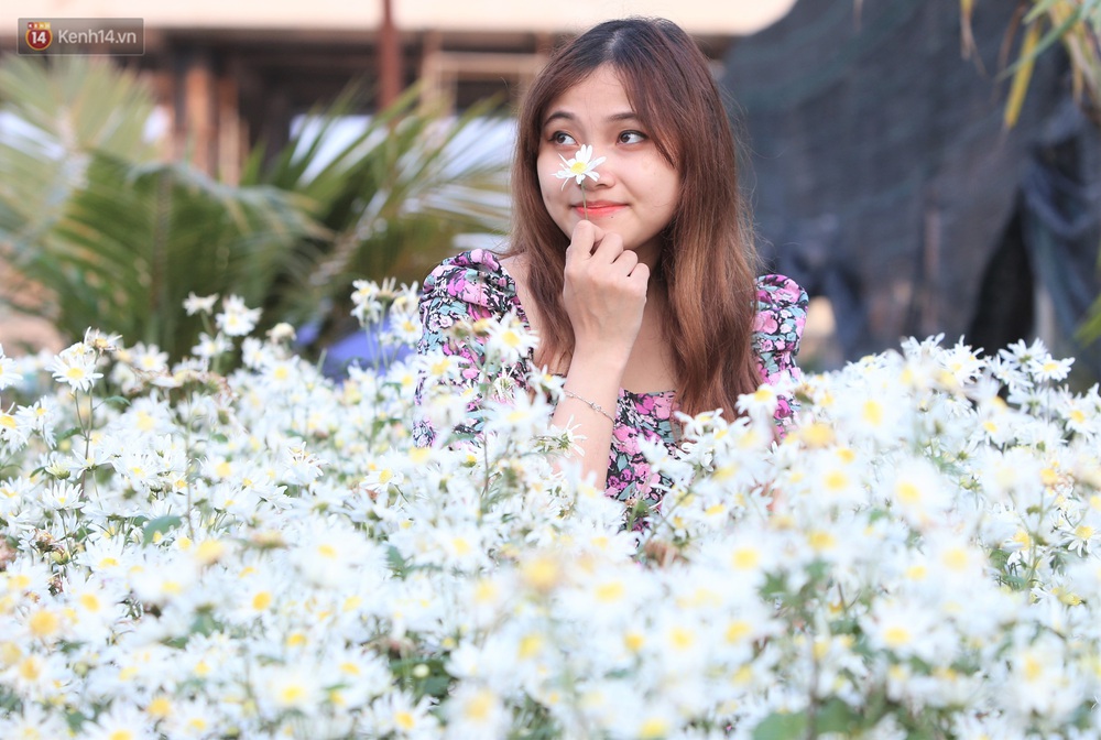 Ảnh: Vườn cúc họa mi tuyệt đẹp, mở cửa miễn phí ở Đà Nẵng thu hút hàng trăm người kéo đến - Ảnh 5. Ảnh: Vườn cúc họa mi tuyệt đẹp, mở cửa miễn phí ở Đà Nẵng thu hút hàng trăm người kéo đến - Ảnh 5.