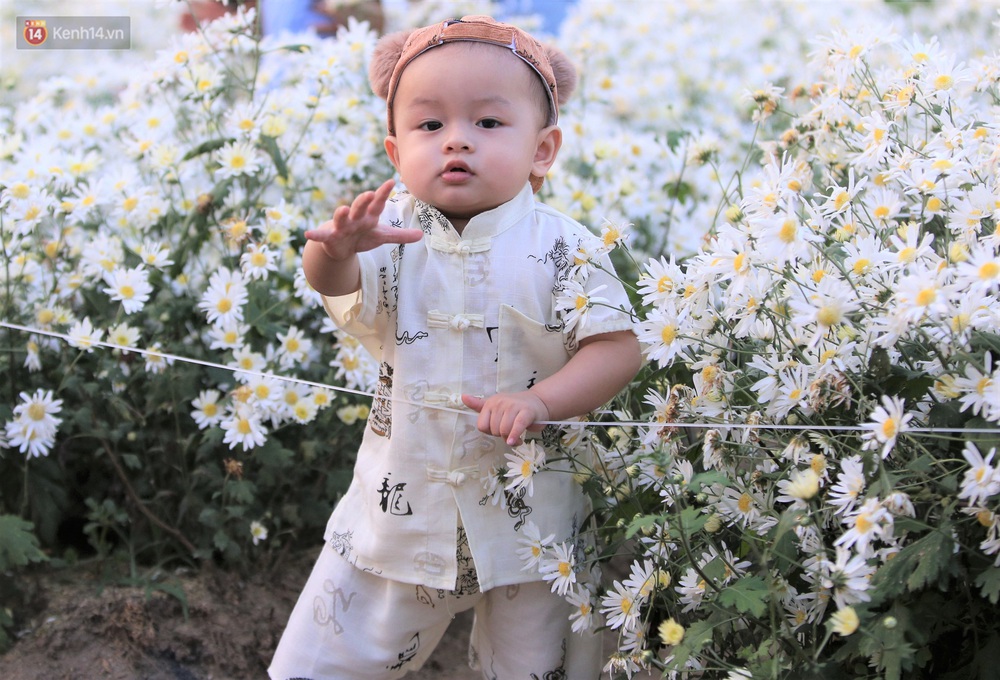 Ảnh: Vườn cúc họa mi tuyệt đẹp, mở cửa miễn phí ở Đà Nẵng thu hút hàng trăm người kéo đến - Ảnh 14. Ảnh: Vườn cúc họa mi tuyệt đẹp, mở cửa miễn phí ở Đà Nẵng thu hút hàng trăm người kéo đến - Ảnh 14.