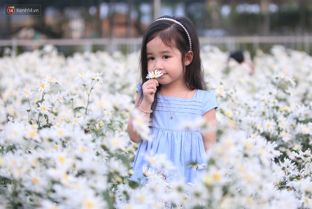 Ảnh: Vườn cúc họa mi tuyệt đẹp, mở cửa miễn phí ở Đà Nẵng thu hút hàng trăm người kéo đến - Ảnh 15. Ảnh: Vườn cúc họa mi tuyệt đẹp, mở cửa miễn phí ở Đà Nẵng thu hút hàng trăm người kéo đến - Ảnh 15.