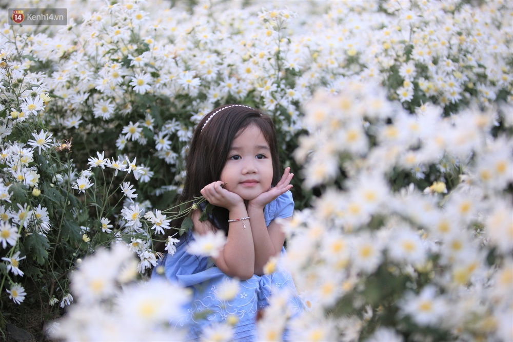 Ảnh: Vườn cúc họa mi tuyệt đẹp, mở cửa miễn phí ở Đà Nẵng thu hút hàng trăm người kéo đến - Ảnh 4. Ảnh: Vườn cúc họa mi tuyệt đẹp, mở cửa miễn phí ở Đà Nẵng thu hút hàng trăm người kéo đến - Ảnh 4.