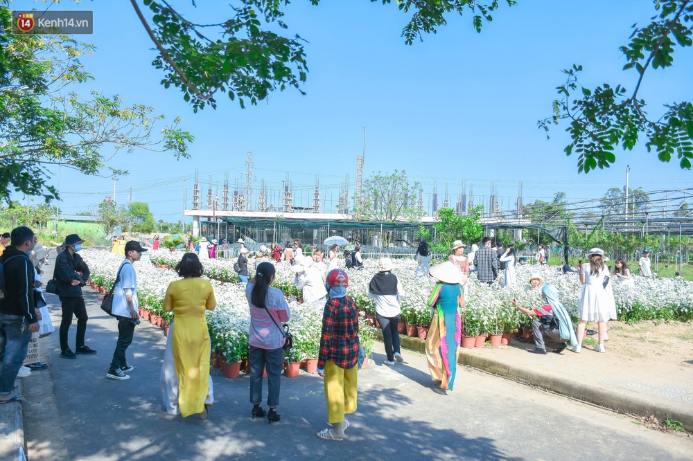 Ảnh: Vườn cúc họa mi tuyệt đẹp, mở cửa miễn phí ở Đà Nẵng thu hút hàng trăm người kéo đến - Ảnh 17. Ảnh: Vườn cúc họa mi tuyệt đẹp, mở cửa miễn phí ở Đà Nẵng thu hút hàng trăm người kéo đến - Ảnh 17.