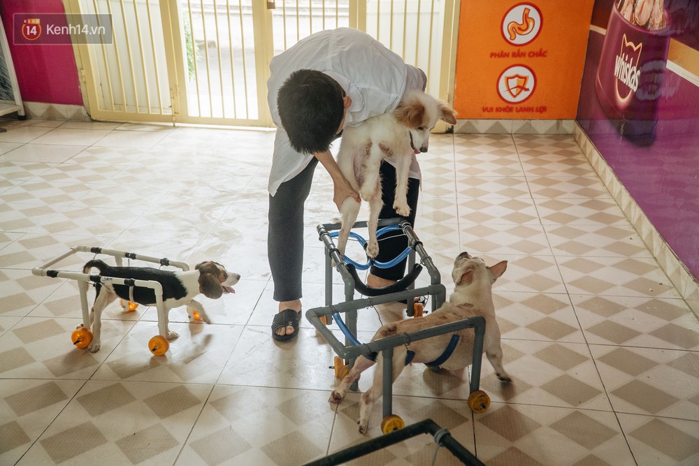 Bên trong phòng khám chữa bệnh, châm cứu miễn phí cho chó mèo ở Hà Nội: Ngoan, bà thương... - Ảnh 7.