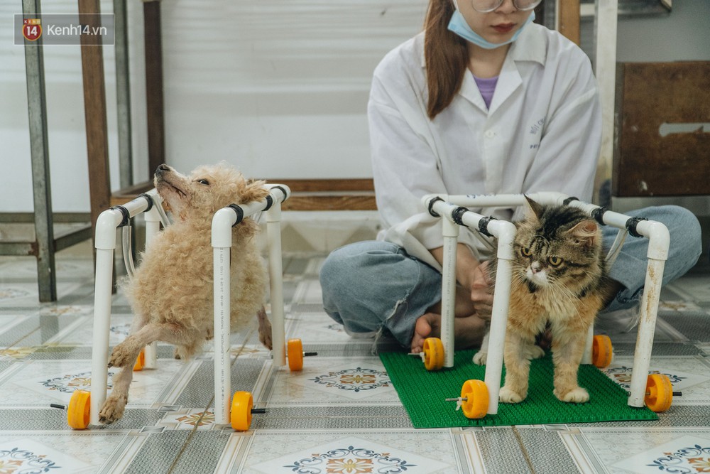 Bên trong phòng khám chữa bệnh, châm cứu miễn phí cho chó mèo ở Hà Nội: Ngoan, bà thương... - Ảnh 8.