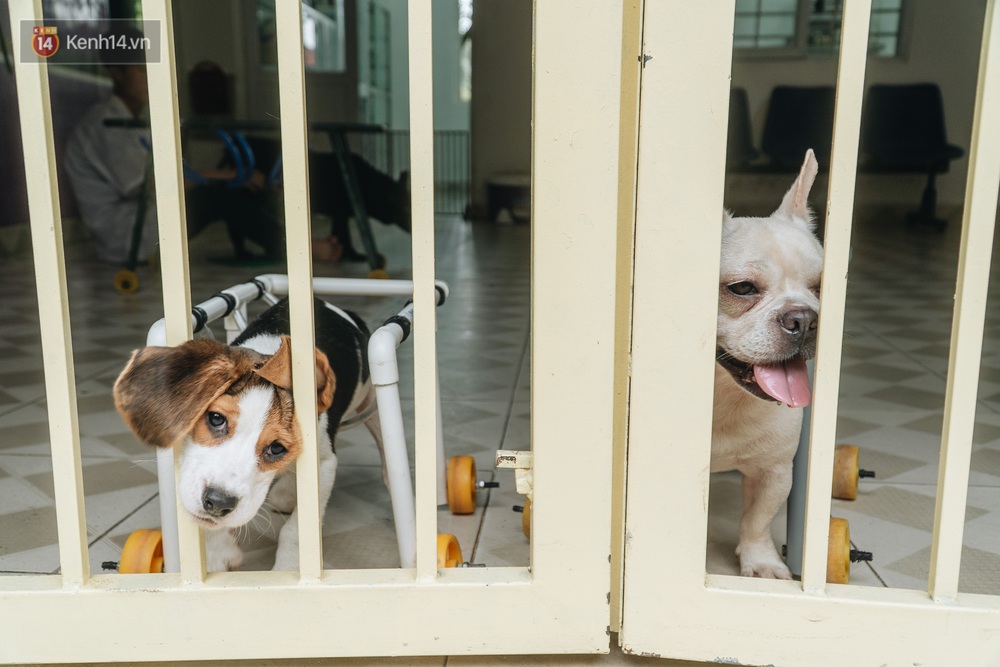 Bên trong phòng khám chữa bệnh, châm cứu miễn phí cho chó mèo ở Hà Nội: Ngoan, bà thương... - Ảnh 19.