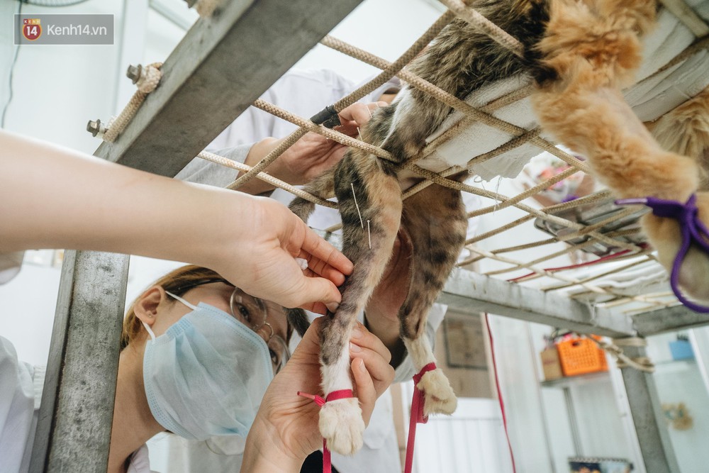 Bên trong phòng khám chữa bệnh, châm cứu miễn phí cho chó mèo ở Hà Nội: Ngoan, bà thương... - Ảnh 13.