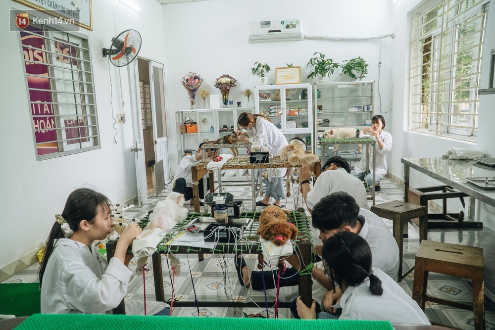 Bên trong phòng khám chữa bệnh, châm cứu miễn phí cho chó mèo ở Hà Nội: Ngoan, bà thương... - Ảnh 10.