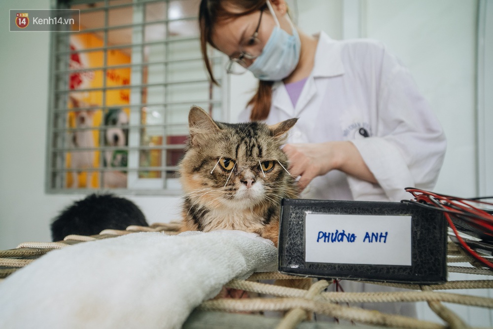 Bên trong phòng khám chữa bệnh, châm cứu miễn phí cho chó mèo ở Hà Nội: Ngoan, bà thương... - Ảnh 14.