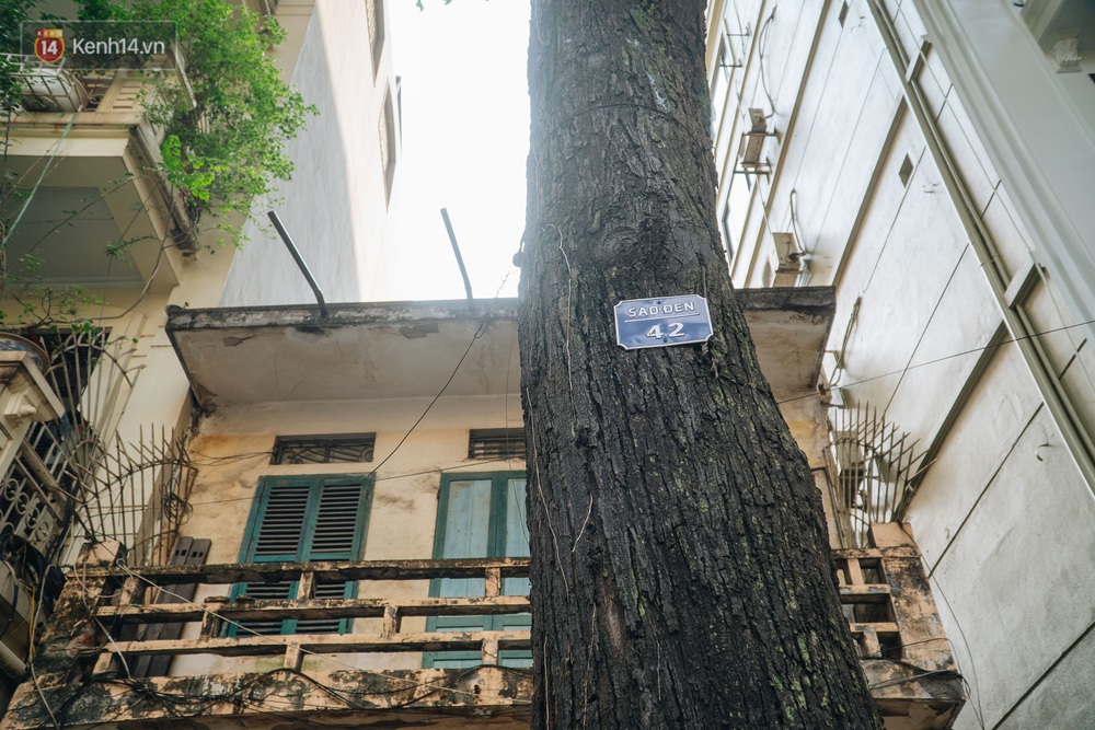 Những tuyến phố có hàng cây xanh được quy hoạch 100 năm trước ở Hà Nội giờ ra sao? - Ảnh 4.