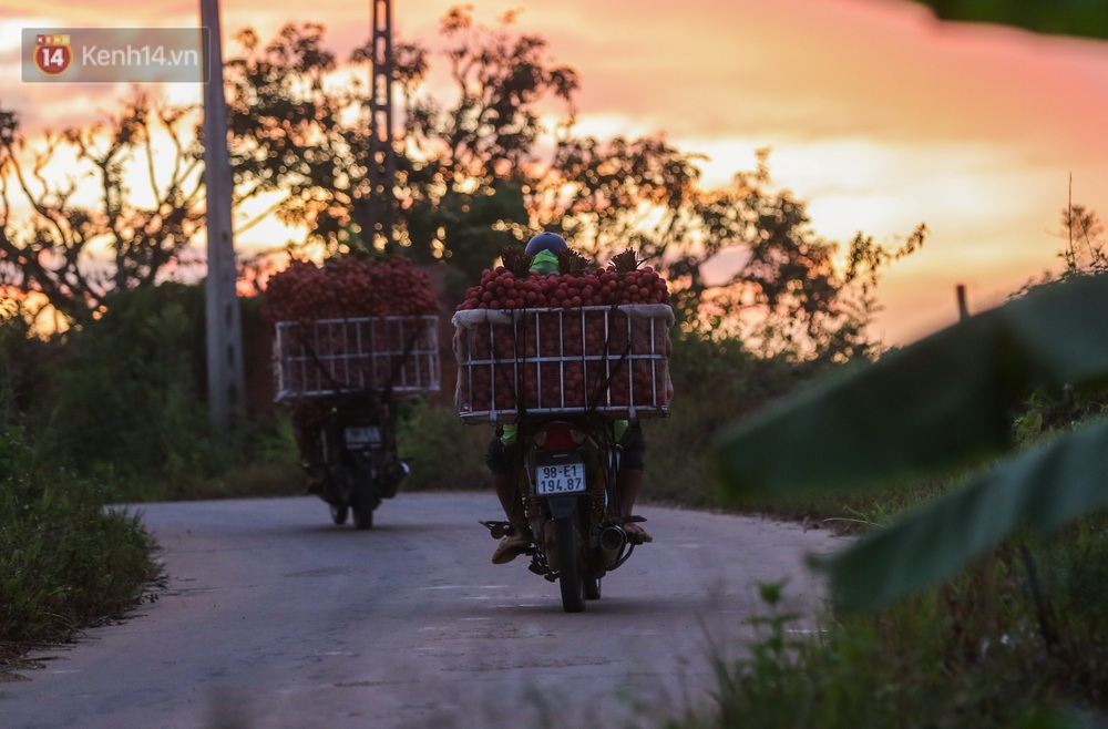 Ảnh: Vải thiều được mùa, người dân Bắc Giang nhộn nhịp, thắp đèn thâu đêm thu hoạch - Ảnh 11. Ảnh: Vải thiều được mùa, người dân Bắc Giang nhộn nhịp, thắp đèn thâu đêm thu hoạch - Ảnh 11.