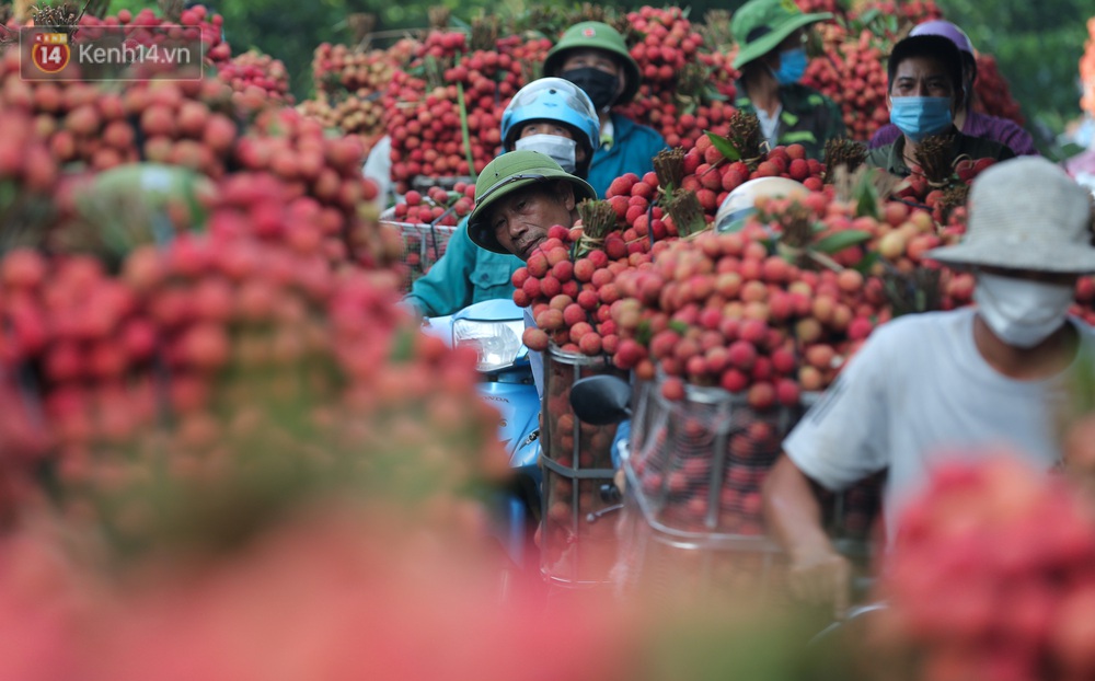 Ảnh: Vải thiều được mùa, người dân Bắc Giang nhộn nhịp, thắp đèn thâu đêm thu hoạch - Ảnh 12. Ảnh: Vải thiều được mùa, người dân Bắc Giang nhộn nhịp, thắp đèn thâu đêm thu hoạch - Ảnh 12.